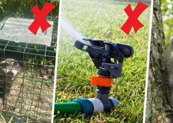 How To Keep Raccoons Out Of Garden Naturally How to Keep Racoons Away