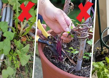 How to Kill Glory Morning