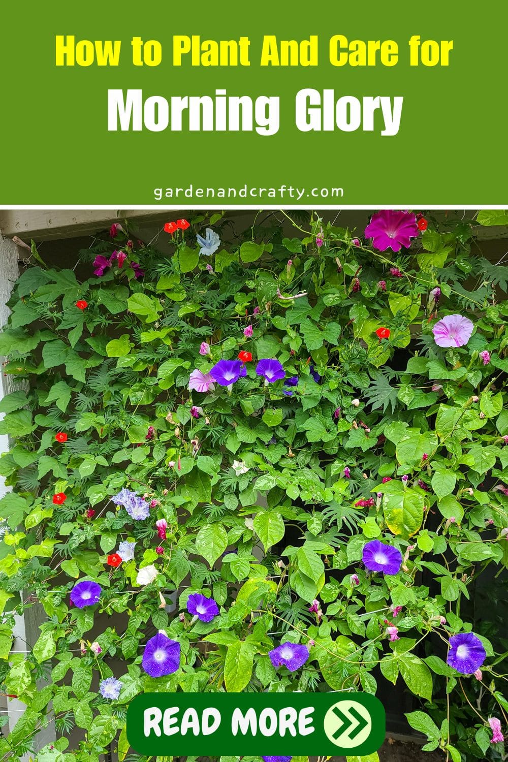 How to Plant And Care for Morning Glory