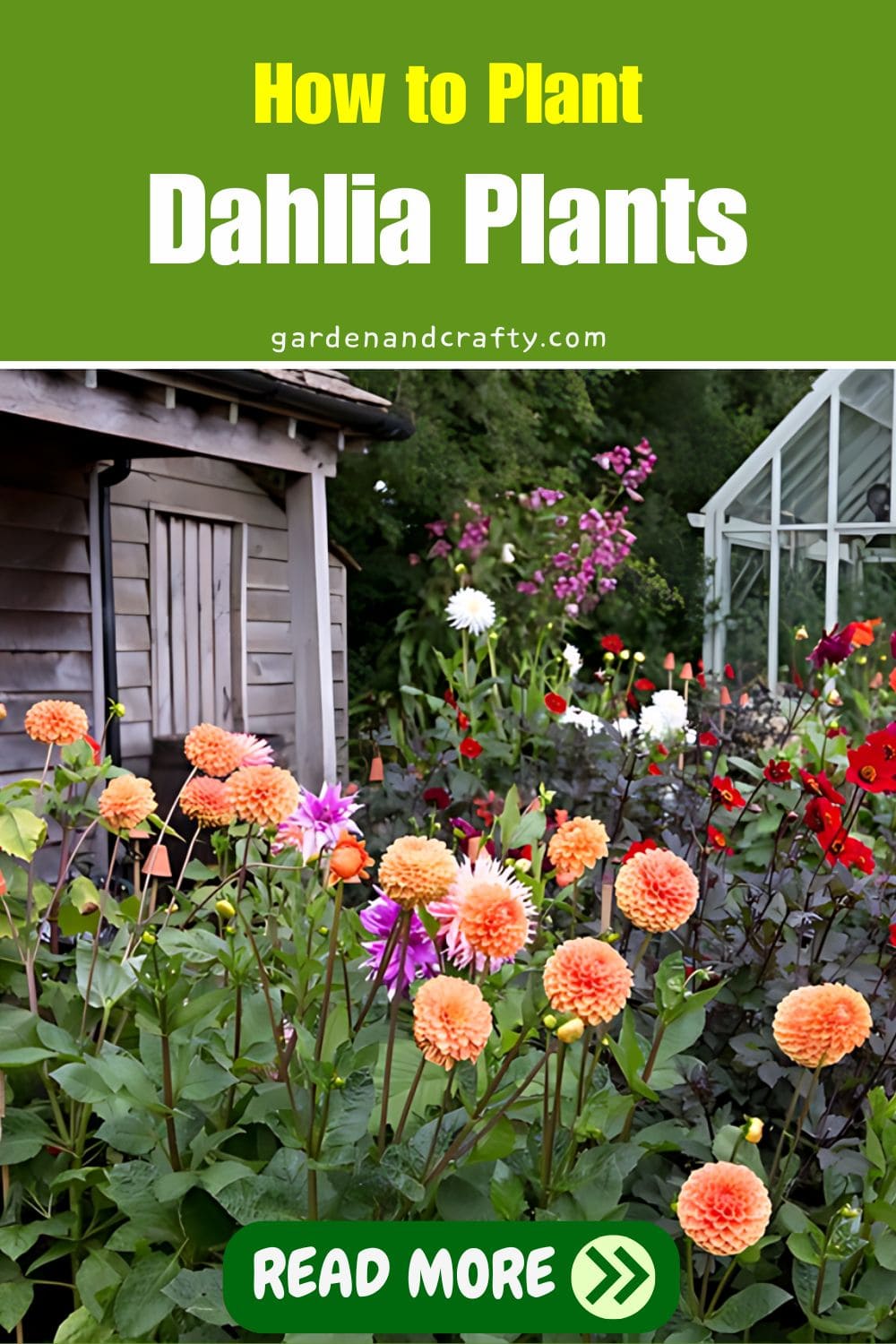 How to Plant Dahlia Plants