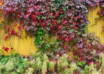How to Plant Virginia Creeper