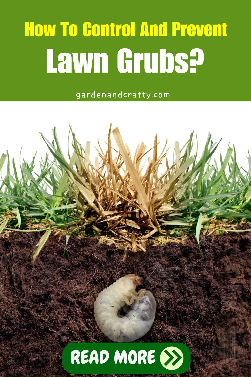 How To Control And Prevent Lawn Grubs?