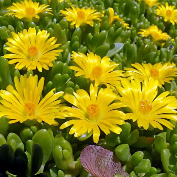 Ice Plant