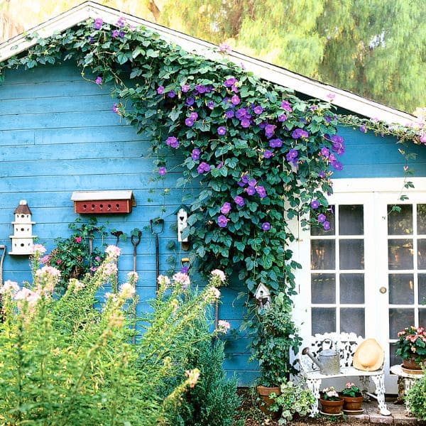 Identifying Morning Glory