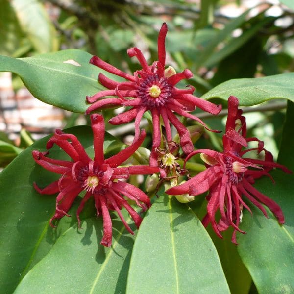 Illicium