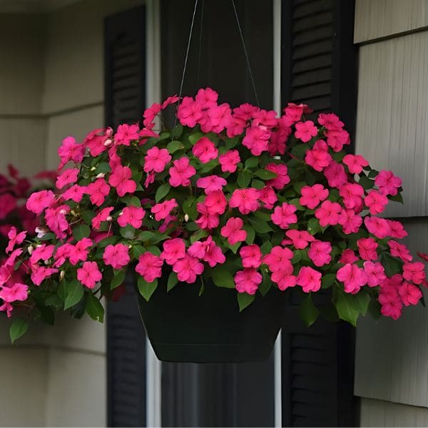 Impatiens