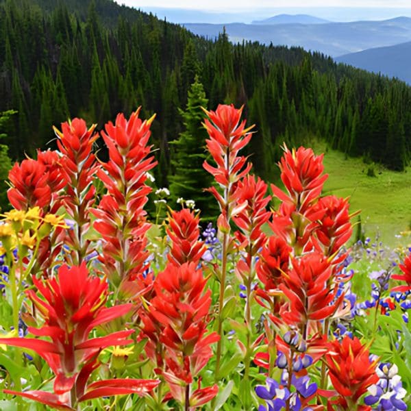 Indian Paintbrush