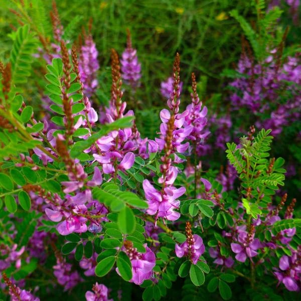 Indigofera