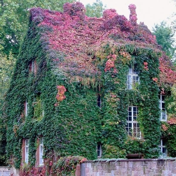 Invasiveness of Virginia Creeper