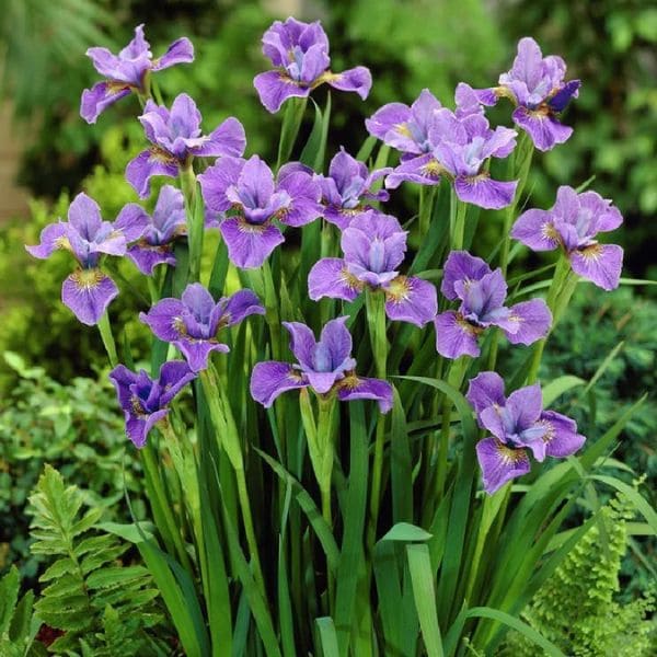 Iris