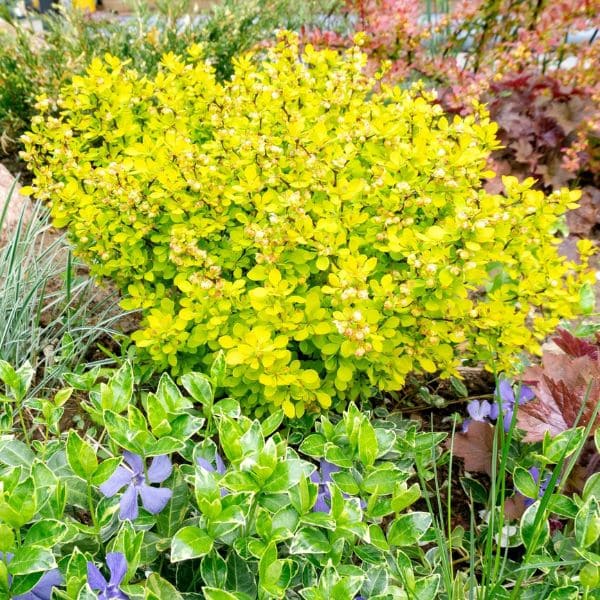 Japanese Barberry