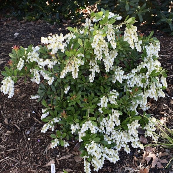 Japanese Pieris