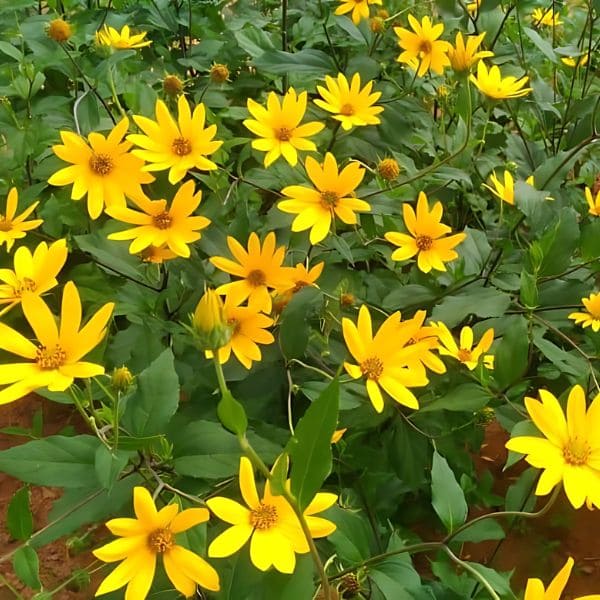 Jerusalem Artichoke