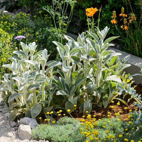 Lamb's Ear