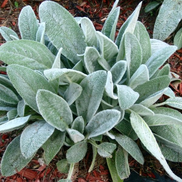 Lamb's Ear