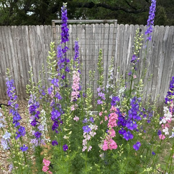 Larkspur