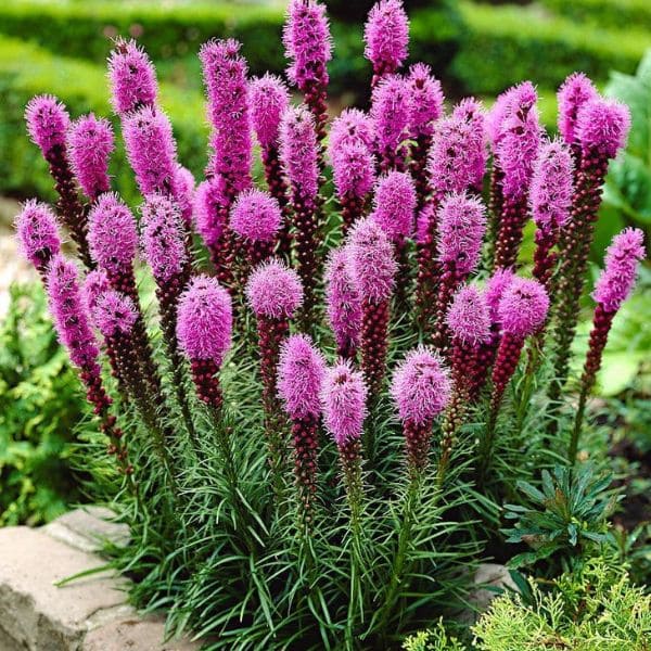 Liatris