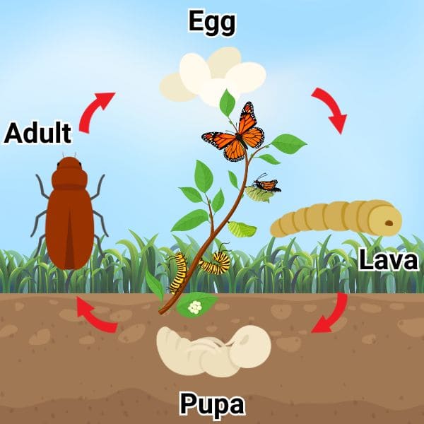 Life Cycle of Lawn Grubs