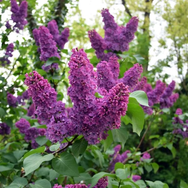 Lilacs