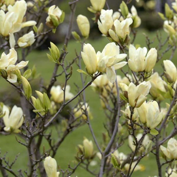 Magnolia acuminata