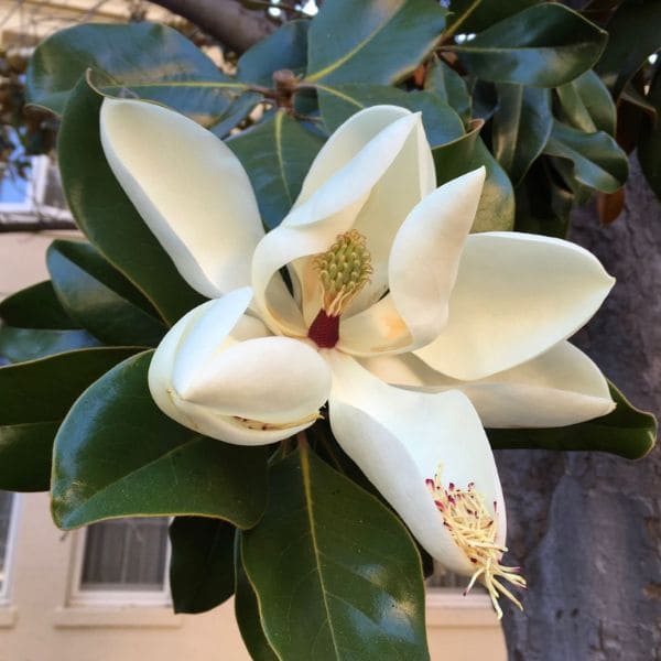 Magnolia grandiflora