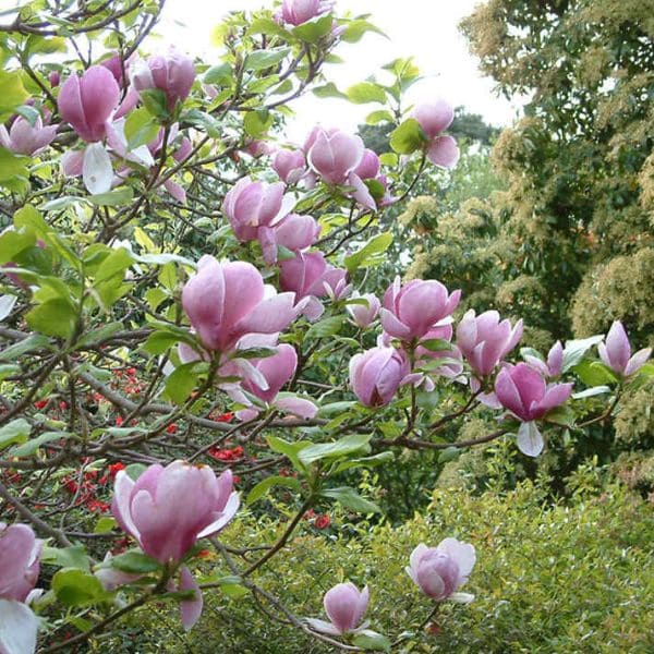 Magnolia soulangeana