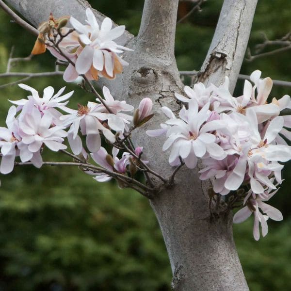 Magnolia stellata