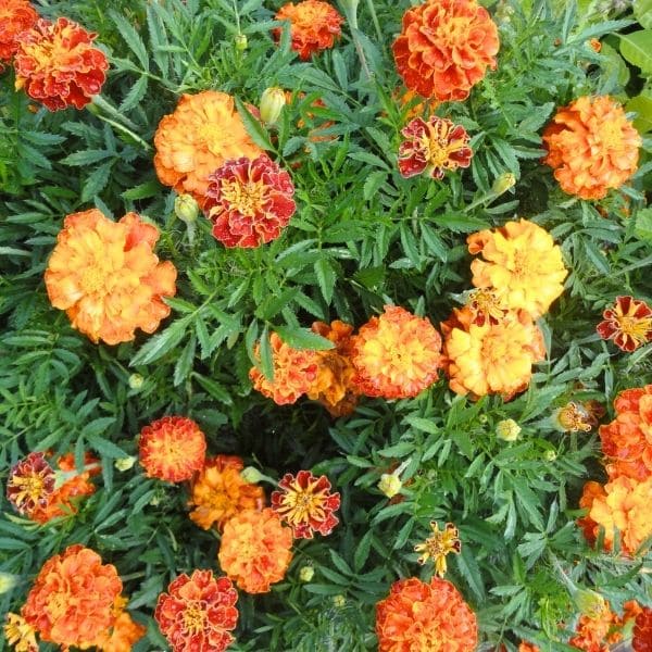 Marigold