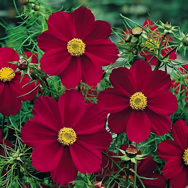 Maroon Cosmos