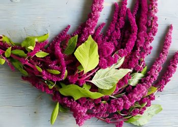 Meanings of Amaranth Flowers