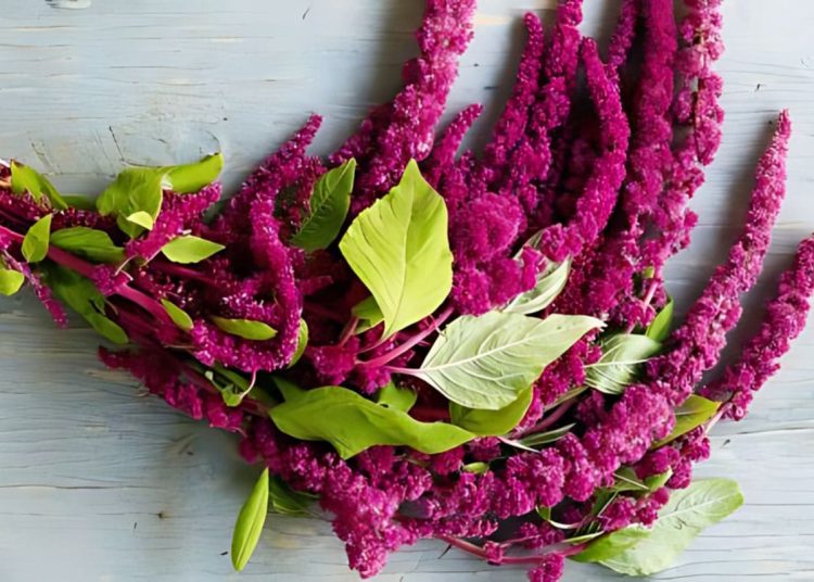 Meanings of Amaranth Flowers