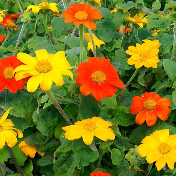 Mexican Sunflower