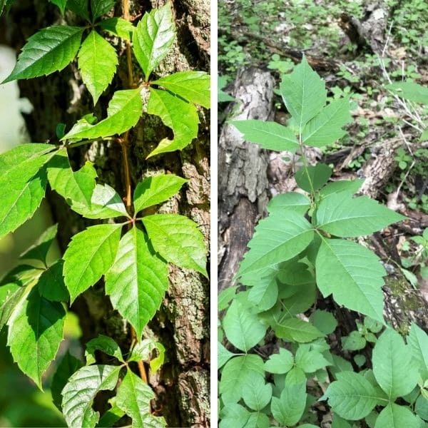 Misunderstanding of Virginia Creeper and Poison Ivy