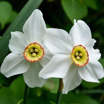 20 Gorgeous Flowers That Start With N
