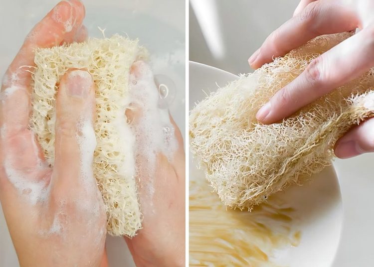 Natural Loofah Sponge