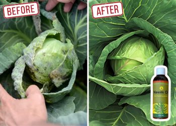 All You Need to Know About Neem Oil on Plants Neem Oil on Plants