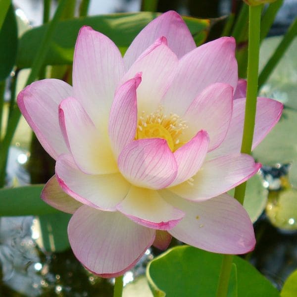 Nelumbo