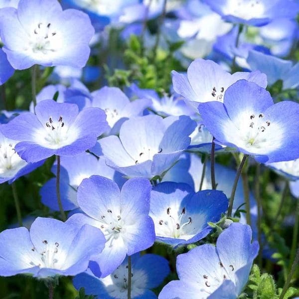 Nemophila