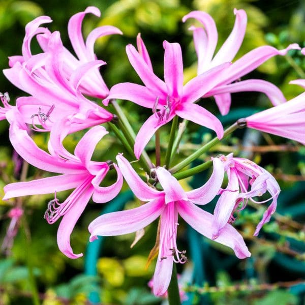 Nerine