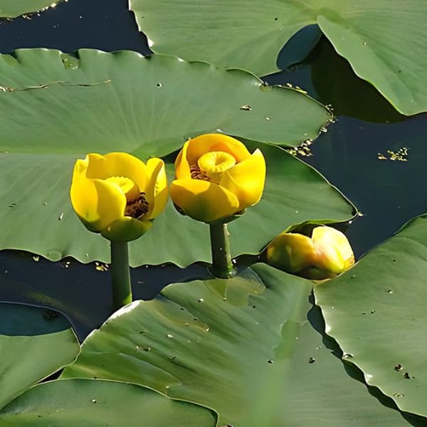 Nuphar