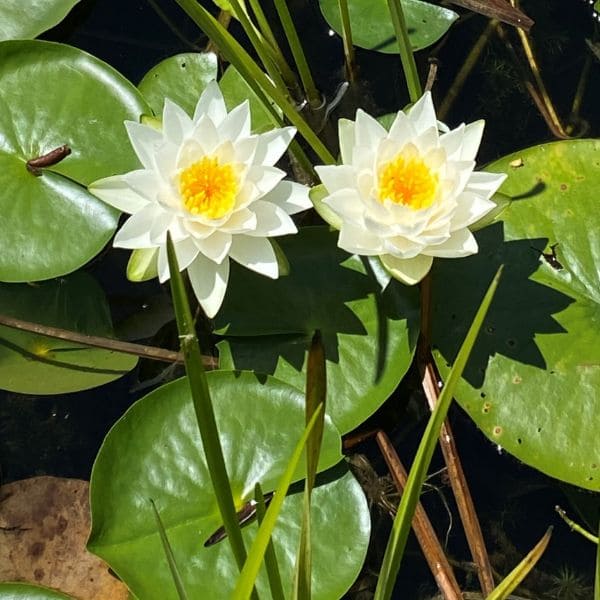 Nymphaea