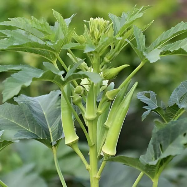 Okra Plant