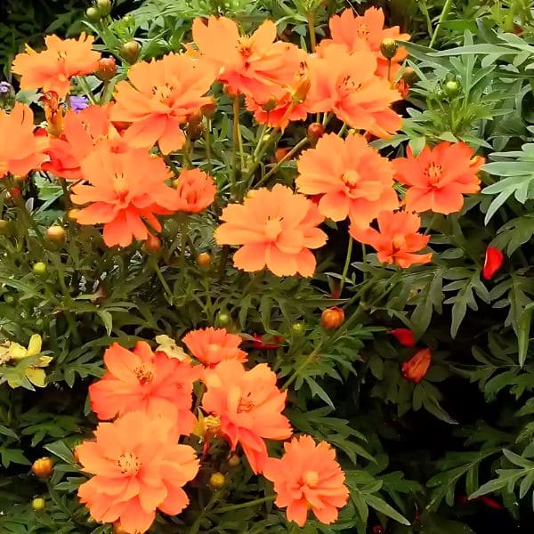 Orange Cosmos