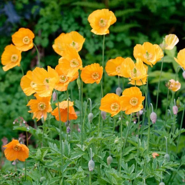 Orange Poppy