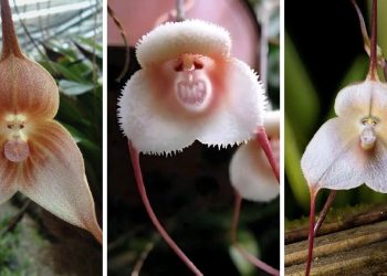 Orchids That Look Like Monkey