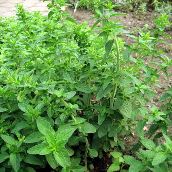 Oregano