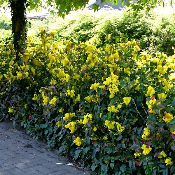 Oregon Grape Holly