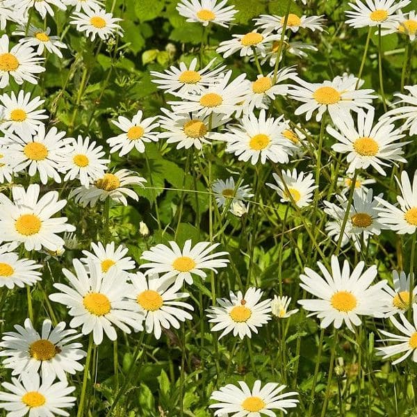 Oxeye Daisy