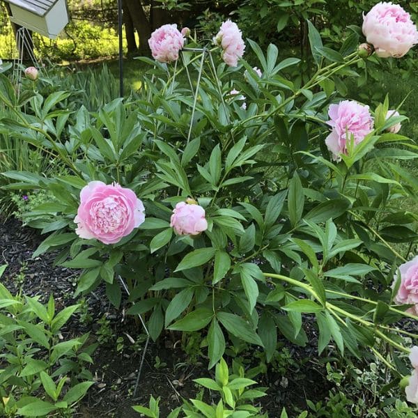 Peony