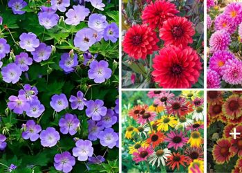Perennial Plants That Grow In Zone 6
